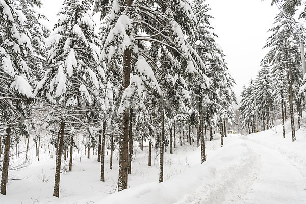 사람없음 JPG 포토 강원도 겨울 겨울풍경 계절 길 나무 눈(날씨) 눈꽃 산 설경 숲 야외 주간 평창 풍경(경치) 한국