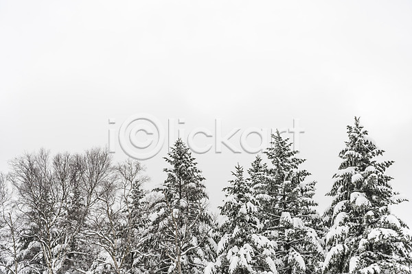 사람없음 JPG 포토 강원도 겨울 겨울풍경 계절 나무 눈(날씨) 눈꽃 산 설경 숲 야외 주간 평창 풍경(경치) 한국