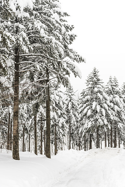 사람없음 JPG 포토 강원도 겨울 겨울풍경 계절 나무 눈(날씨) 산 설경 설원 숲 야외 주간 평창 풍경(경치) 한국