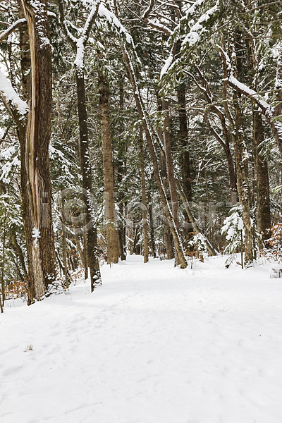 사람없음 JPG 포토 강원도 겨울 겨울풍경 계절 나무 눈(날씨) 눈덮임 산 설경 설원 숲 야외 주간 평창 풍경(경치) 한국