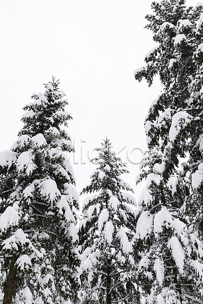 사람없음 JPG 포토 강원도 겨울 겨울풍경 계절 나무 눈(날씨) 눈꽃 설경 야외 주간 평창 풍경(경치) 한국