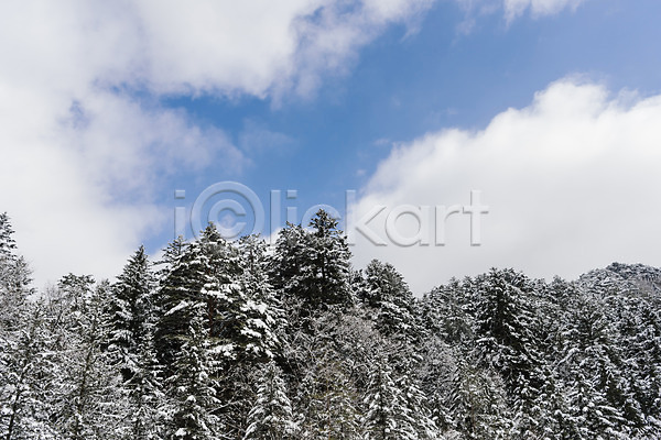 사람없음 JPG 포토 강원도 겨울 겨울풍경 계절 구름(자연) 나무 눈(날씨) 눈꽃 산 설경 숲 야외 주간 평창 풍경(경치) 하늘 한국