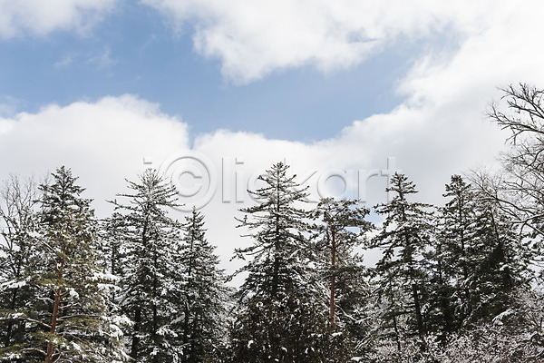사람없음 JPG 포토 강원도 겨울 겨울풍경 계절 구름(자연) 나무 눈(날씨) 눈꽃 산 설경 숲 야외 주간 평창 풍경(경치) 하늘 한국