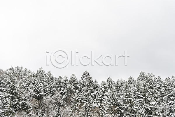 사람없음 JPG 포토 강원도 겨울 겨울풍경 계절 나무 눈(날씨) 눈꽃 산 설경 숲 야외 주간 평창 풍경(경치) 한국
