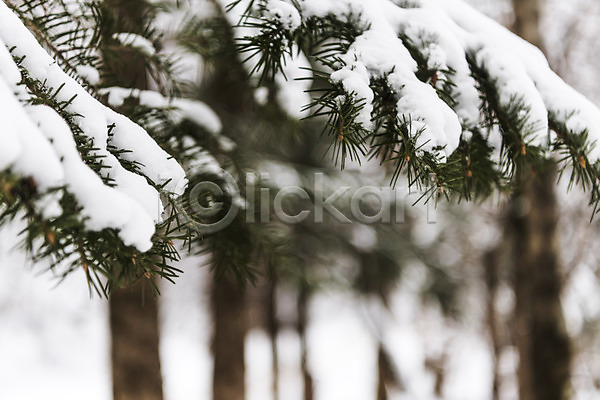 사람없음 JPG 근접촬영 아웃포커스 포토 강원도 겨울 겨울풍경 계절 나뭇가지 눈(날씨) 눈꽃 산 설경 숲 야외 잎 주간 평창 풍경(경치) 한국