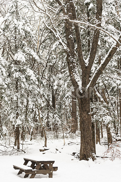 사람없음 JPG 포토 강원도 겨울 겨울풍경 계절 나무 눈(날씨) 눈꽃 벤치 산 설경 숲 야외 주간 평창 풍경(경치) 한국