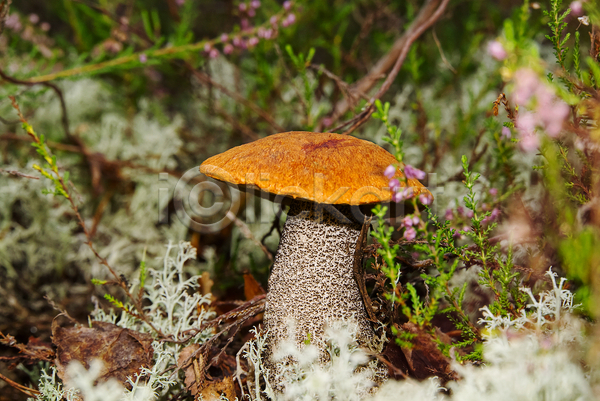 사람없음 JPG 근접촬영 포토 해외이미지 버섯 숲속 야외 자연 잔디 주간