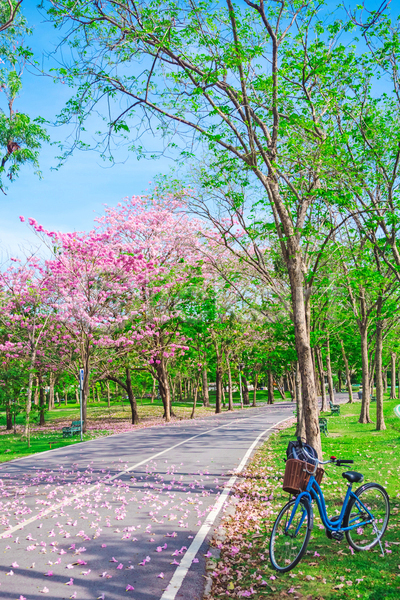휴식 사람없음 JPG 포토 해외이미지 공원 나무 방법 방콕 벚꽃 봄 산책로 야외 자연 자전거 주간 태국 풍경(경치) 호수