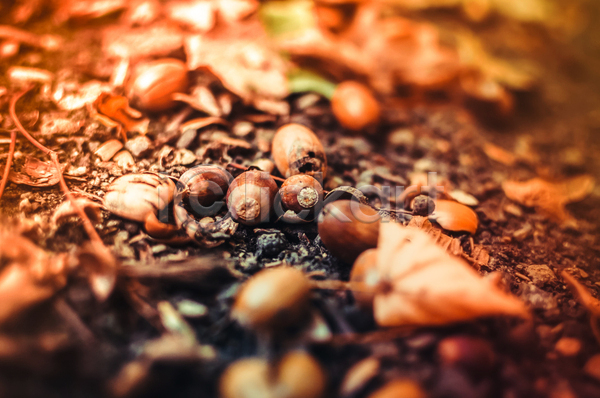 사람없음 JPG 아웃포커스 포토 해외이미지 가을(계절) 갈색 낙엽 단풍 도토리 백그라운드 야외