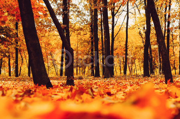 사람없음 JPG 아웃포커스 포토 해외이미지 가을(계절) 낙엽 단풍나무 백그라운드 숲 야외 주황색 풍경(경치)