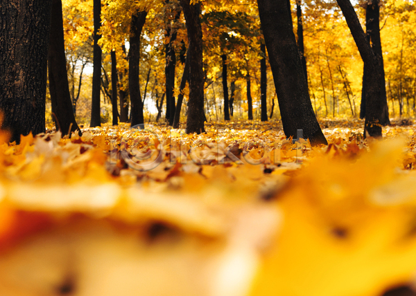 사람없음 JPG 아웃포커스 포토 해외이미지 가을(계절) 낙엽 노란색 단풍 백그라운드 숲 야외 풍경(경치)