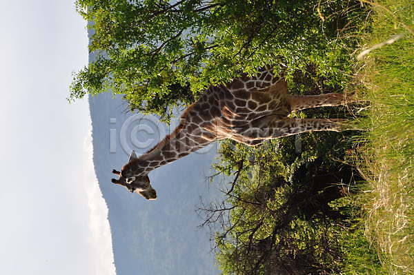 사람없음 JPG 포토 해외이미지 기린 나무 동물 머리 사파리 산 아프리카 야생동물 야외 여행 자연 포유류 휴가