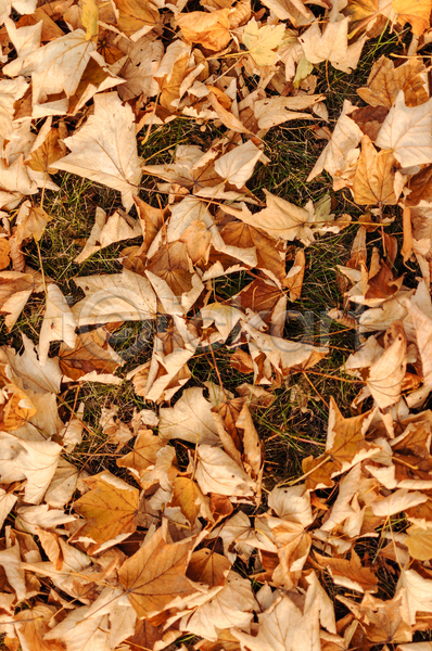 건조 사람없음 JPG 포토 해외이미지 가을(계절) 갈색 나뭇가지 낙엽 백그라운드 풀(식물) 풍경(경치)