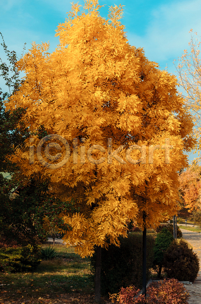 사람없음 JPG 포토 해외이미지 가을(계절) 노란색 단풍나무 백그라운드 야외 풍경(경치)