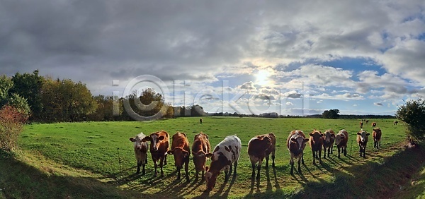 성장 활발 사람없음 JPG 포토 해외이미지 계절 공원 나무 내추럴 농경지 농업 농장 땅 맑음 밭 밭일 백그라운드 봄 수평선 시골 여름 여행 유럽 자연 장면 초록색 카피스페이스 파노라마 파란색 풍경 하늘 해외포토 햇빛 환경