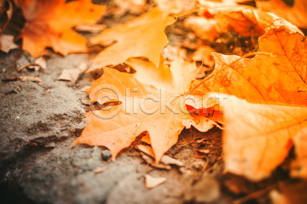 사람없음 JPG 포토 해외이미지 가을(계절) 낙엽 단풍 백그라운드 주황색 풍경(경치)