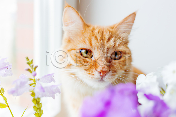 사람없음 JPG 소프트포커스 포토 해외이미지 고양이 꽃 라일락 반려동물 반려묘 실내 한마리 향기