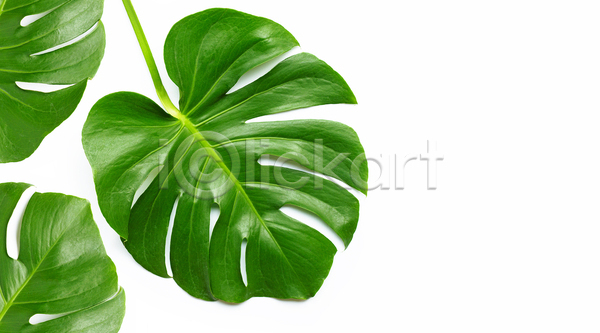 사람없음 JPG 포토 해외이미지 몬스테라 세개 실내 열대잎 카피스페이스 흰배경