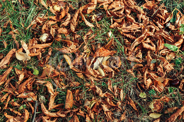 사람없음 JPG 포토 해외이미지 가을(계절) 낙엽 백그라운드 숲 풀(식물) 풍경(경치)