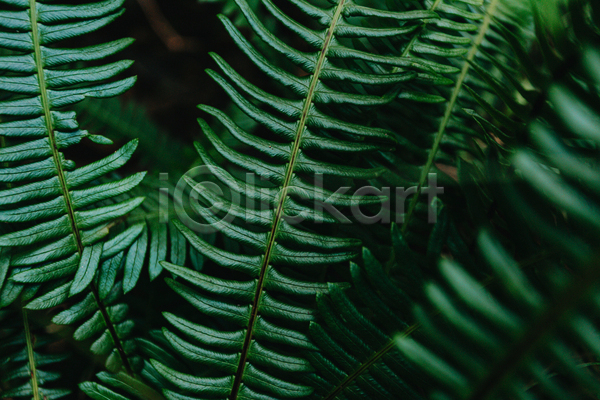 사람없음 JPG 소프트포커스 포토 해외이미지 백그라운드 잎 자연 초록색 풀(식물)
