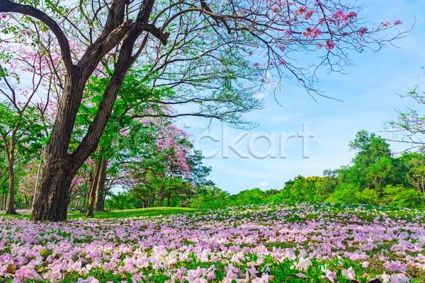 사람없음 JPG 포토 해외이미지 공원 나무 방콕 벚꽃 봄 야외 자연 주간 초원(자연) 태국 풍경(경치) 하늘