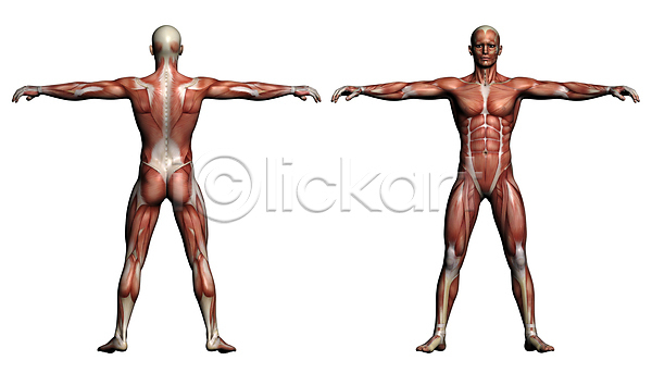 남자 사람 사람없음 신체부위 JPG 뒷모습 포토 해외이미지 건강관리 근육 근육질 생물학 서기 전신 해부