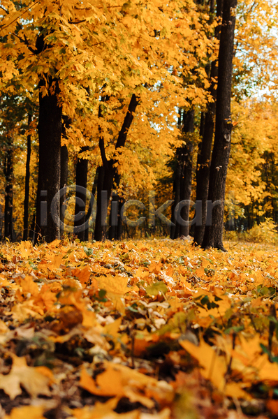 사람없음 JPG 포토 해외이미지 가을(계절) 낙엽 노란색 단풍나무 백그라운드 숲 야외 풍경(경치)