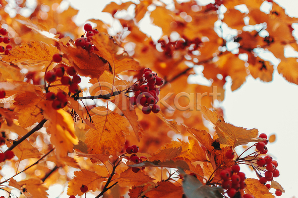 사람없음 JPG 포토 해외이미지 가을(계절) 나뭇가지 낙엽 단풍 백그라운드 숲 열매 주황색