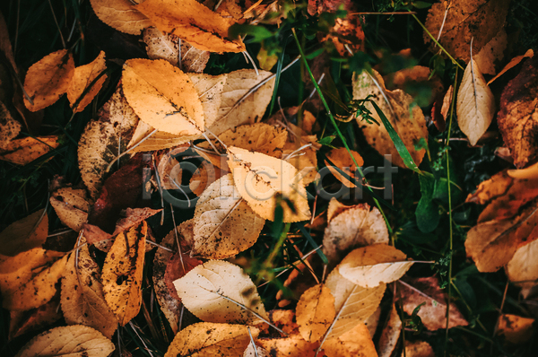 사람없음 JPG 포토 해외이미지 가을(계절) 갈색 낙엽 백그라운드 풀(식물) 풍경(경치)