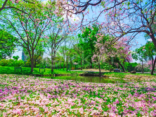 사람없음 JPG 포토 해외이미지 공원 나무 물 방콕 벚꽃 봄 야외 자연 주간 초원(자연) 태국 풍경(경치) 하늘 호수