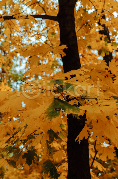 사람없음 JPG 포토 해외이미지 가을(계절) 노란색 단풍 단풍나무 백그라운드 풍경(경치)