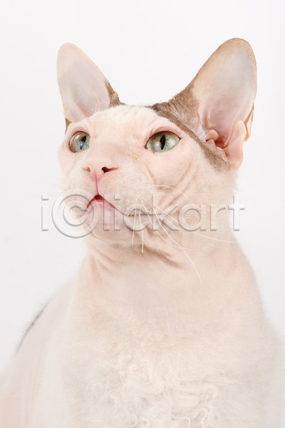 귀여움 사람없음 JPG 근접촬영 포토 해외이미지 고양이 반려동물 반려묘 스핑크스고양이 실내 얼굴 응시 한마리 흰배경