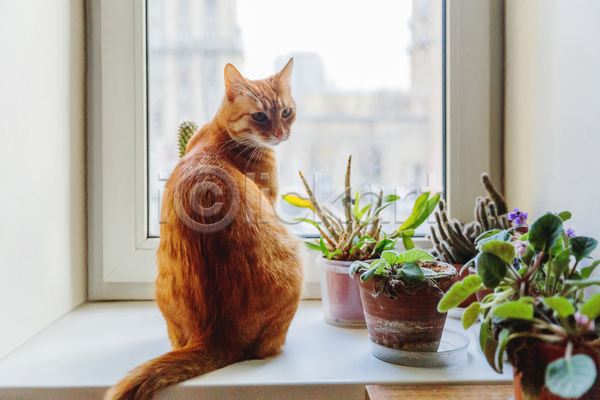 사람없음 JPG 포토 해외이미지 고양이 뒤돌아보기 반려동물 반려묘 식물 실내 앉기 한마리 화초