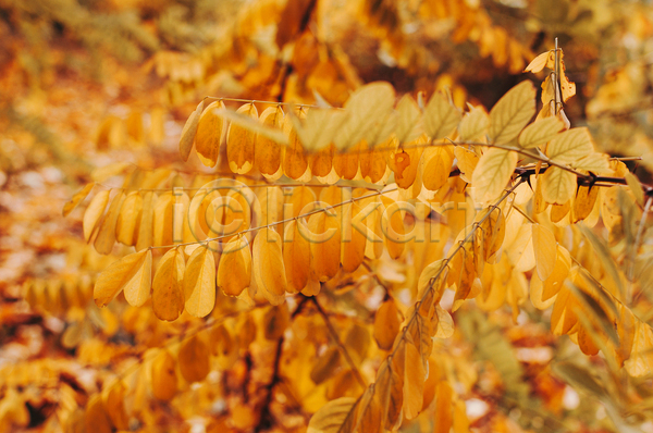 사람없음 JPG 포토 해외이미지 가을(계절) 나뭇가지 낙엽 노란색 단풍 백그라운드 풍경(경치)