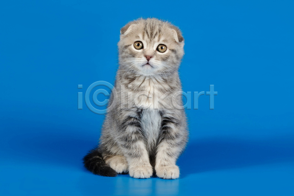 귀여움 사람없음 JPG 포토 해외이미지 고양이 반려동물 반려묘 새끼 스코티시폴드 실내 앉기 응시 파란배경 한마리