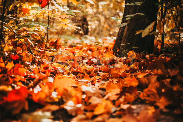 사람없음 JPG 아웃포커스 포토 해외이미지 가을(계절) 낙엽 단풍 백그라운드 숲 야외 주황색 풀(식물) 풍경(경치) 햇빛
