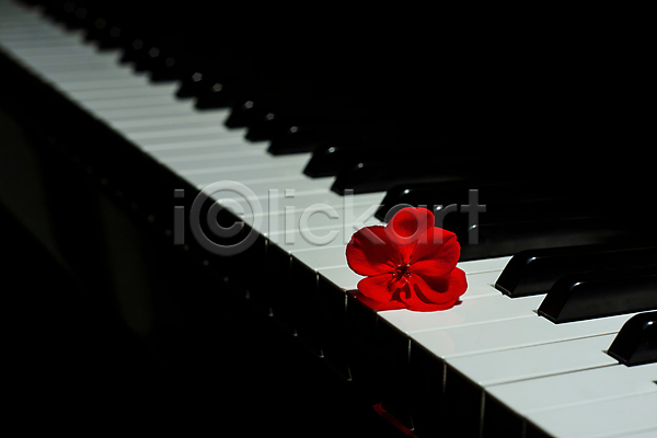 고급 클래식 화목 사람없음 JPG 포토 해외이미지 검은색 기구 꽃 내부 멜로디 목재 미술 빛 빨간색 상아 스타일 열쇠 음악 정물화 제라늄 컨셉 키보드 패턴 피아노(악기) 흰색