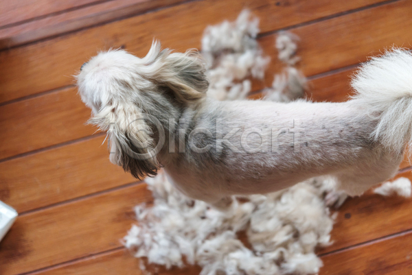 귀여움 사람없음 JPG 포토 하이앵글 해외이미지 강아지 나무배경 믹스견 실내 애견미용 털 한마리