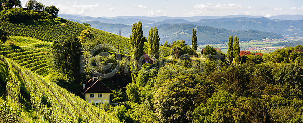 사람없음 JPG 포토 해외이미지 겨울 계곡 나무 나뭇가지 남쪽 농경지 농업 농장 대각선 백그라운드 시골 식물 야외 언덕 여름 여행 오스트리아 와인 자연 정원 주식 주택 초록색 태양 파노라마 패턴 평행 포도 포도나무 포도밭 풍경 하늘 해외포토 휴가