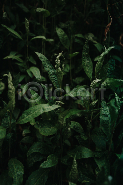 사람없음 JPG 포토 해외이미지 백그라운드 어둠 잎 자연 초록색 풀(식물)