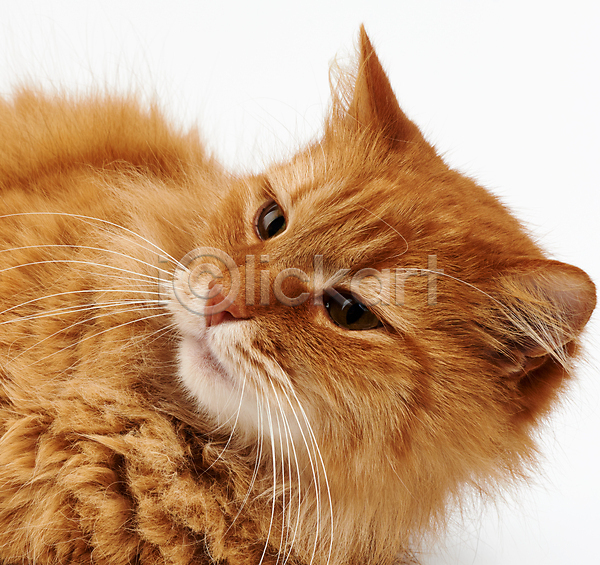 귀여움 사람없음 JPG 근접촬영 포토 해외이미지 갈색 고양이 반려동물 반려묘 한마리