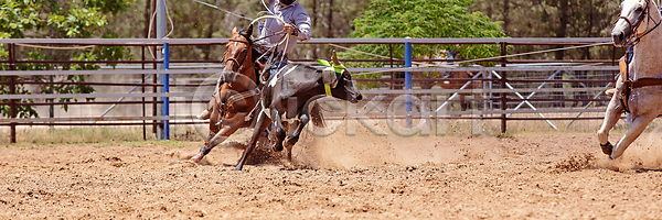 경쟁 위험 남자 사람없음 JPG 포토 해외이미지 거친 경기장 공연 달리기 동물 라이더 로데오 먼지 모션 목 목장 밧줄 서쪽 소 속도 송아지 스포츠 승차 시골 운전 이벤트 자연 잡기 카우보이 포즈 해외포토 호주 황소
