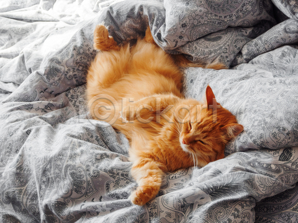 사람없음 JPG 포토 해외이미지 고양이 낮잠 반려동물 반려묘 실내 이불 침대 한마리 햇빛