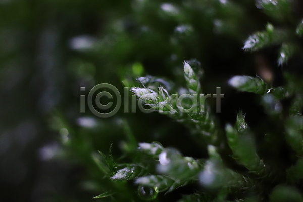사람없음 JPG 포토 해외이미지 내추럴 디자인 백그라운드 벚꽃 벽 숲 식물 야외 옛날 이끼 잎 자연 질감 초록색 추상 패턴 표면 환경 흰색