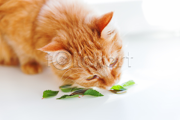 사람없음 JPG 포토 해외이미지 고양이 반려동물 반려묘 실내 잎 한마리 향기