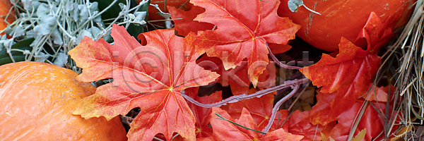 감사 행복 활발 사람없음 JPG 포토 해외이미지 10월 11월 가을 계절 기념 농업 단풍 달력 많음 목요일 문화 배너 보라색 설정 수확 시골 신용카드 심볼 오렌지 우주 이벤트 인사 잎 자연 잔치 장식 전통 정물화 주기 추수감사절 축제 카피스페이스 캐나다 컬러풀 해외포토 햇빛 호박 휴가