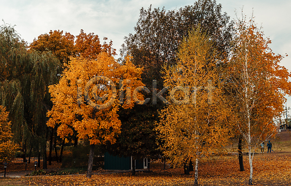 사람없음 JPG 포토 해외이미지 가을(계절) 공원 나무 네덜란드 숲 야외 유럽 주간 풍경(경치)