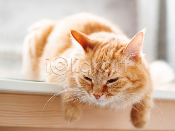 휴식 사람없음 JPG 포토 해외이미지 고양이 낮잠 반려동물 반려묘 실내 탁자 한마리 햇빛