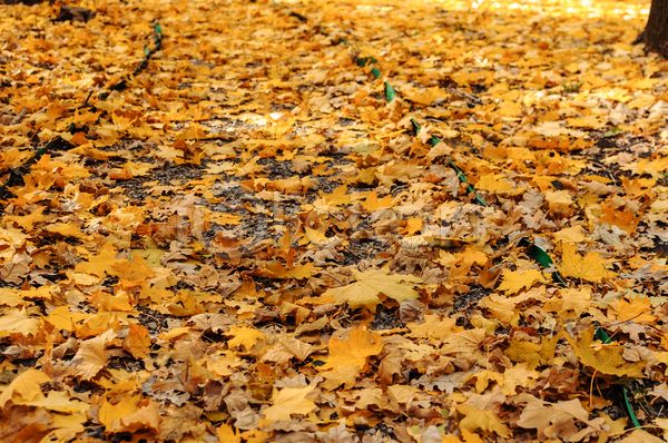 사람없음 JPG 포토 해외이미지 가을(계절) 낙엽 노란색 단풍 백그라운드 풍경(경치)