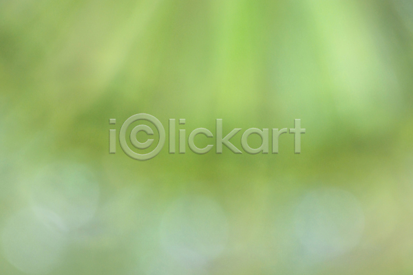 부드러움 사람없음 JPG 포토 해외이미지 내추럴 디자인 맑음 백그라운드 보케 봄 뷰티 블러 빛 여름(계절) 잎 자연 전등 질감 초록색 추상 컬러풀 패턴 효과